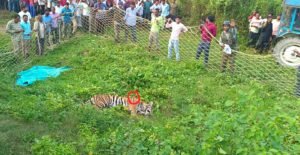 पीलीभीत न्यूज़: खेत में डेरा जमाये बाघिन ट्रैंकुलाइज कर पकड़ी, ग्रामीणों के हंगामे से खतरनाक बना ऑपरेशन