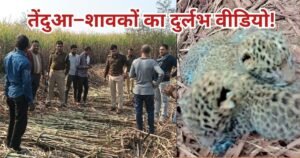 लखीमपुर खीरी में तेंदुए ने तीन शावकों को जन्म दिया। गन्ने के खेत में कैद हुआ दुर्लभ वन्यजीव नजारा, ग्रामीणों में उत्सुकता और वन विभाग अलर्ट।