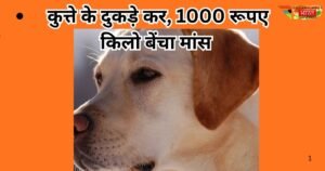 मोतिहारी में हैवानियत की हदें पार। कुत्ते के टुकड़े कर खरगोश का मांस बताकर बेचा, मांस खाने से कई ग्रामीण बीमार, गांव में आक्रोश।