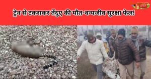 अमरोहा में ट्रेन से टकराकर तेंदुए की दर्दनाक मौत, इलाके में दहशत का अंत लेकिन सिस्टम और वन्यजीव सुरक्षा पर बड़ा सवाल।