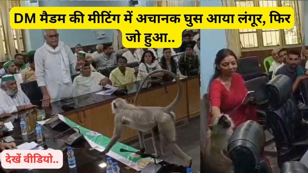 UP Viral Video: DM मैडम की मीटिंग में अचानक घुस आया लंगूर, फिर जो हुआ.. हैरान रह जाएंगे आप! देखें वीडियो..