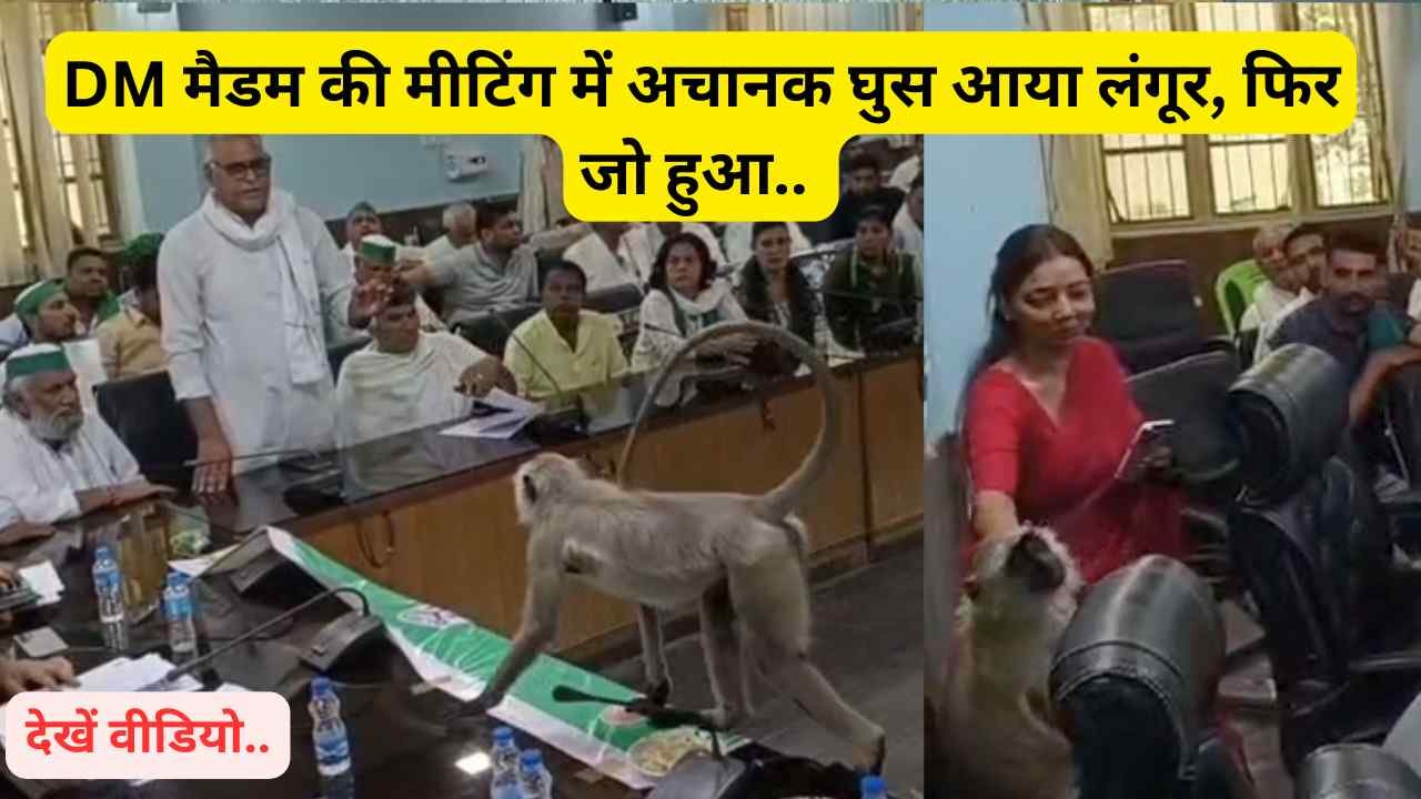 UP Viral Video: DM मैडम की मीटिंग में अचानक घुस आया लंगूर, फिर जो हुआ.. हैरान रह जाएंगे आप! देखें वीडियो..