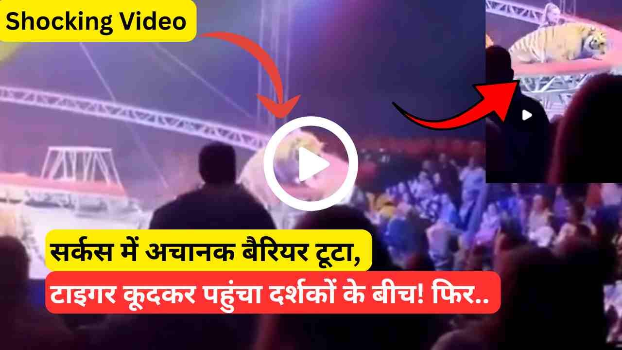 Shocking Video: सर्कस में अचानक बैरियर टूटा, टाइगर कूदकर पहुंचा दर्शकों के बीच! फिर जो हुआ वो दहलाने वाला..