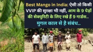 Best Mango in India: ऐसी तो किसी VVIP की सुरक्षा भी नहीं, आम के 9 पेड़ों की सेक्युरिटी के लिए रखे हैं 9 गार्डस..