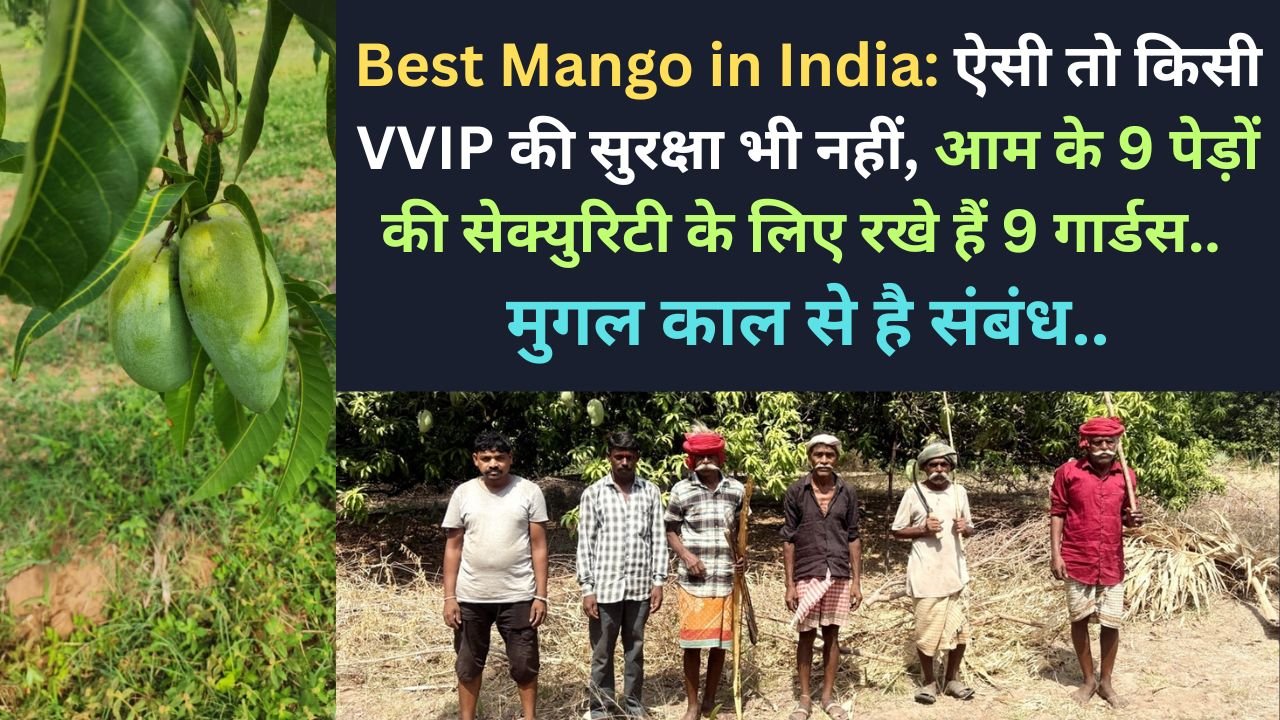Best Mango in India: ऐसी तो किसी VVIP की सुरक्षा भी नहीं, आम के 9 पेड़ों की सेक्युरिटी के लिए रखे हैं 9 गार्डस..