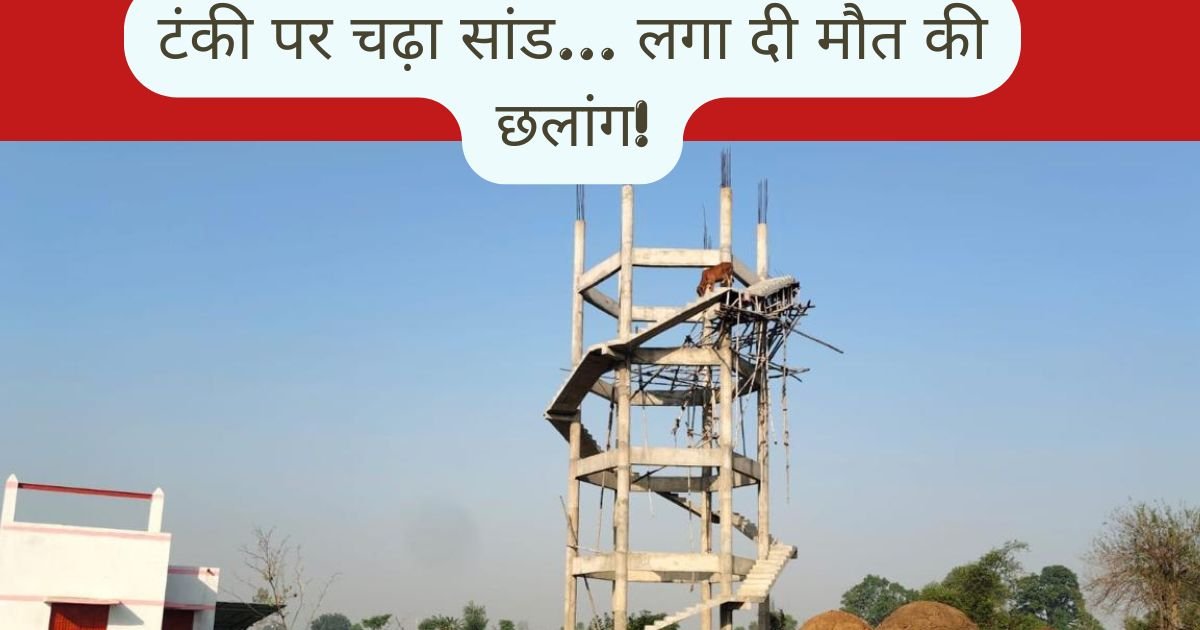 बदायूं में निर्माणाधीन पानी की टंकी से कूदा सांड, दर्दनाक मौत के बाद जल निगम की लापरवाही पर उठे सवाल, VIDEO वायरल