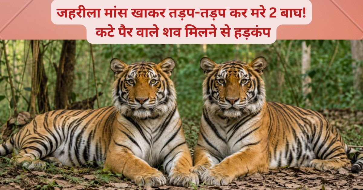 राजाजी टाइगर रिजर्व के बफर जोन में दो बाघों का कत्ल, जहरीला मांस खिलाकर शिकार, कटे पैर वाले शव मिलने से हरिद्वार में हड़कंप