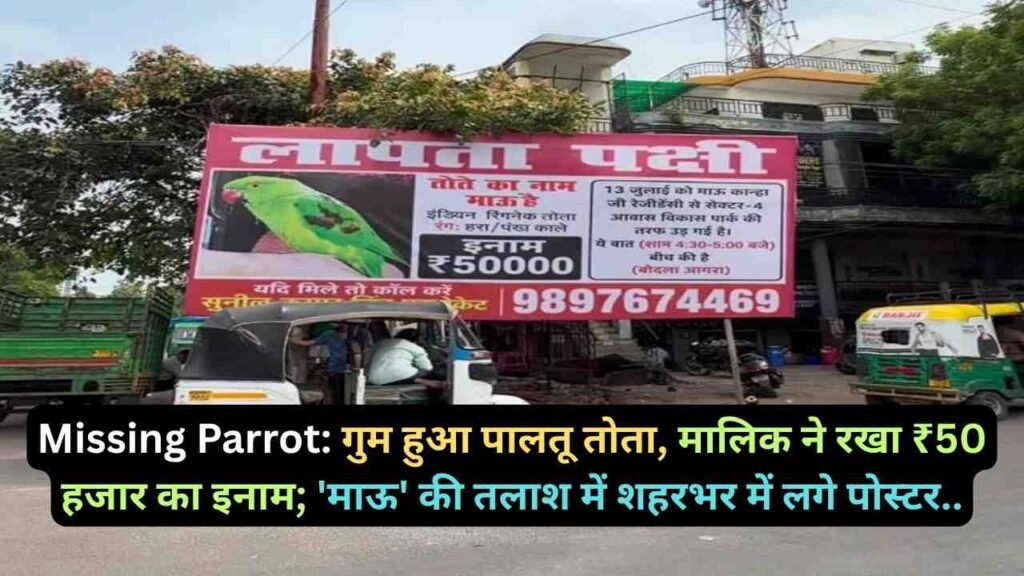 Missing Parrot: गुम हुआ पालतू तोता, मालिक ने रखा ₹50 हजार का इनाम; 'माऊ' की तलाश में शहरभर में लगे पोस्टर..