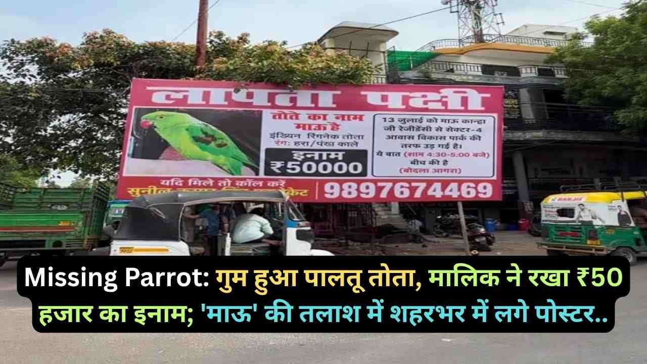 Missing Parrot: गुम हुआ पालतू तोता, मालिक ने रखा ₹50 हजार का इनाम; 'माऊ' की तलाश में शहरभर में लगे पोस्टर..