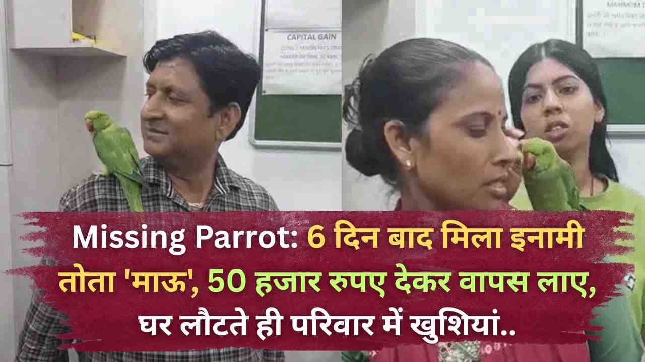 Missing Parrot: 6 दिन बाद मिला इनामी तोता 'माऊ', 50 हजार रुपए देकर वापस लाए, घर लौटते ही परिवार में खुशियां..