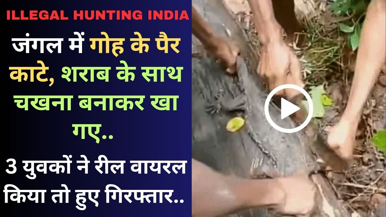 Illegal Hunting India: जंगल में गोह के पैर काटे, चखना बनाकर खा गए; 3 युवकों ने शराब पार्टी का रील भी बनाया, गिरफ्तार..