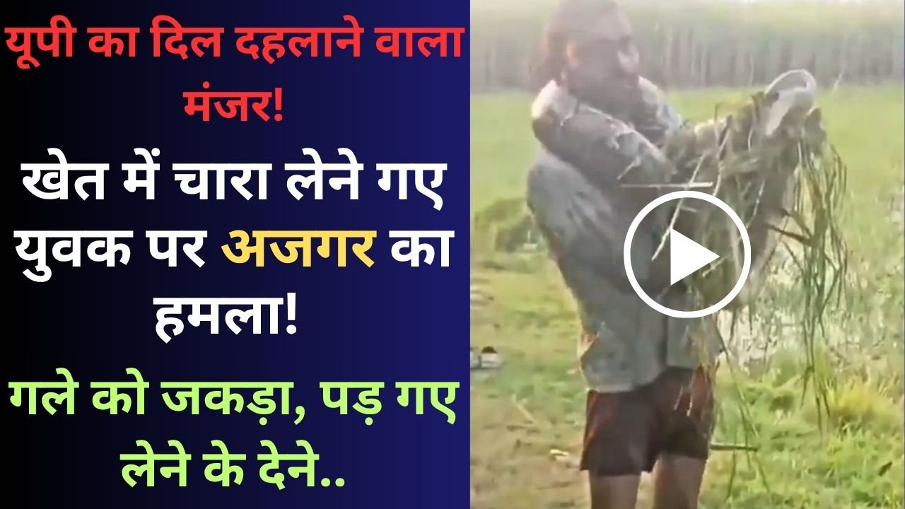 Viral Video: यूपी का दिल दहलाने वाला मंजर! खेत में चारा लेने गए युवक पर अजगर का हमला! गले को जकड़ा, पड़ गए लेने के देने..