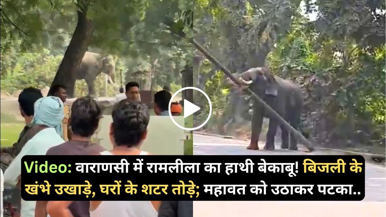 Elephant Video: वाराणसी में रामलीला का हाथी बेकाबू! बिजली के खंभे उखाड़े, घरों के शटर तोड़े; महावत को उठाकर पटका..